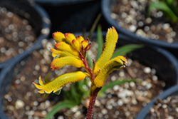 Joe Joe Yellow Kangaroo Paw (Anigozanthos 'Joe Joe Yellow') at Lakeshore Garden Centres