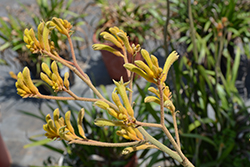 Bush Dawn Kangaroo Paw (Anigozanthos 'Bush Dawn') at Lakeshore Garden Centres