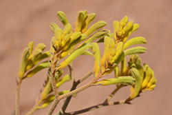 Bush Dawn Kangaroo Paw (Anigozanthos 'Bush Dawn') at Lakeshore Garden Centres