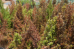 Evening Glow Mirror Bush (Coprosma repens 'Evening Glow') at Lakeshore Garden Centres