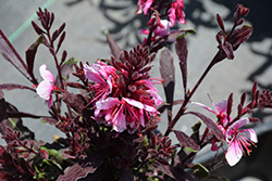 Bantam Pink Gaura (Gaura lindheimeri 'Bantam Pink') at Lakeshore Garden Centres