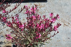 Gambit Variegata Rose Gaura (Gaura lindheimeri 'Gambit Variegata Rose') at Lakeshore Garden Centres