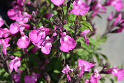Heatwave Sparkle Autumn Sage (Salvia 'Heatwave Sparkle') at Lakeshore Garden Centres