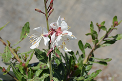 Bantam White Gaura (Gaura lindheimeri 'Bantam White') at Lakeshore Garden Centres