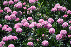 Dreameria Daydream False Sea Thrift (Armeria pseudarmeria 'Daydream') at Lakeshore Garden Centres