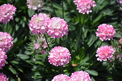 Dreameria Daydream False Sea Thrift (Armeria pseudarmeria 'Daydream') at Lakeshore Garden Centres