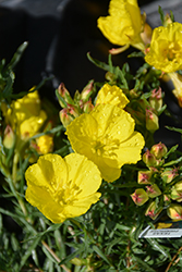 Yellow Sundrops (Calylophus serrulatus) at Lakeshore Garden Centres