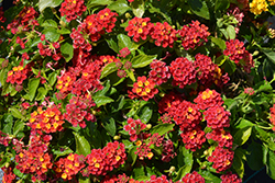 Hot Blooded Red Lantana (Lantana camara 'Hot Blooded Red') at Lakeshore Garden Centres