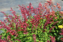 Roman Red Salvia (Salvia 'Roman Red') at Lakeshore Garden Centres