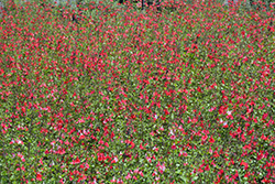 Hot Lips Sage (Salvia microphylla 'Hot Lips') at Lakeshore Garden Centres
