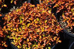 Pina Colada Mirror Bush (Coprosma repens 'Pina Colada') at Lakeshore Garden Centres