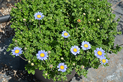 San Gabriel Blue Daisy (Felicia amelloides 'San Gabriel') at Lakeshore Garden Centres