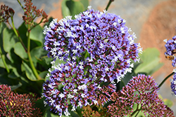 Perez's Sea Lavender (Limonium perezii) at Lakeshore Garden Centres