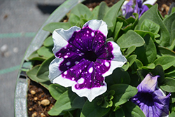 Main Stage Glacier Sky Petunia (Petunia 'KLEPH21480') at Lakeshore Garden Centres