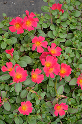 Cupcake Upright Raspberry Portulaca (Portulaca grandiflora 'Cupcake Upright Raspberry') at Lakeshore Garden Centres