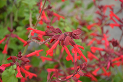 Roman Red Salvia (Salvia 'Roman Red') at Lakeshore Garden Centres