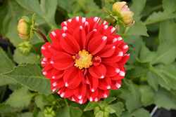 Venti Red+White Dahlia (Dahlia 'DATRETTEN') at Lakeshore Garden Centres