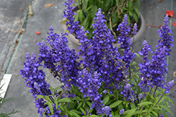 Cathedral Deep Blue Salvia (Salvia farinacea 'Cathedral Deep Blue') at Lakeshore Garden Centres
