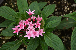 Starcluster Cascade Pink Bicolor Star Flower (Pentas lanceolata 'Starcluster Cascade Pink Bicolor') at Lakeshore Garden Centres