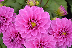 Dahlinova Hypnotica Lavender Dahlia (Dahlia 'Hypnotica Lavender') at Lakeshore Garden Centres