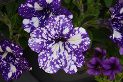 Headliner Night Sky Petunia (Petunia 'KLEPH15313') at Lakeshore Garden Centres