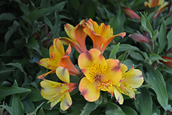 Colorita Lisa Alstroemeria (Alstroemeria 'Zaprilisa') at Lakeshore Garden Centres