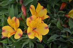 Colorita Lisa Alstroemeria (Alstroemeria 'Zaprilisa') at Lakeshore Garden Centres