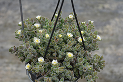 Pickle Plant (Delosperma echinatum) at Lakeshore Garden Centres
