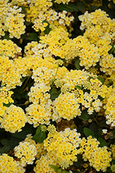 Bandana Lemon Zest Lantana (Lantana camara 'Bandana Lemon Zest') at Lakeshore Garden Centres