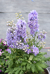 Guardian Lavender Larkspur (Delphinium 'Guardian Lavender') at Golden Acre Home & Garden