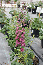 Highlander Flamenco Larkspur (Delphinium 'Highlander Flamenco') at Lakeshore Garden Centres