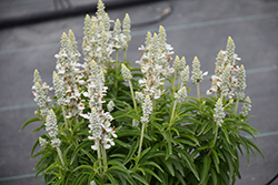 Farina White Salvia (Salvia farinacea 'Farina White') at Lakeshore Garden Centres