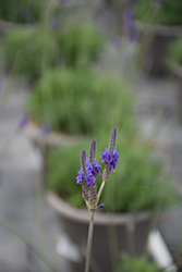 Sidonie Fernleaf Lavender (Lavandula pinnata 'Sidonie') at Lakeshore Garden Centres