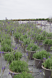 Sidonie Fernleaf Lavender (Lavandula pinnata 'Sidonie') at Lakeshore Garden Centres