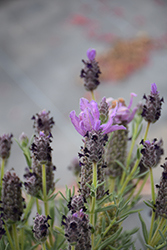 Madrid Magnum Purple Lavender (Lavandula stoechas 'Magnum Purple') at Lakeshore Garden Centres