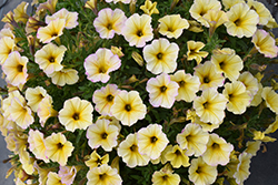 SuperCal Light Yellow Petchoa (Petchoa 'SuperCal Light Yellow') at Lakeshore Garden Centres