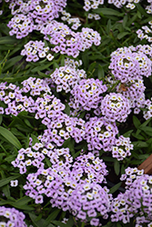 Stream Compact Violet Sweet Alyssum (Lobularia 'Stream Compact Violet') at Lakeshore Garden Centres