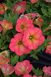 Supertunia Persimmon Petunia (Petunia 'Supertunia Persimmon') at Lakeshore Garden Centres