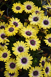 Blue Eyed Beauty African Daisy (Osteospermum ecklonis 'Balostlueye') at Lakeshore Garden Centres