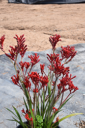 Kanga Red Kangaroo Paw (Anigozanthos 'Kanga Red') at Lakeshore Garden Centres