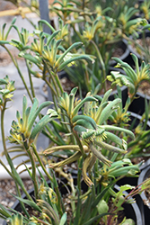 Aussie Spirit Kangaroo Paw (Anigozanthos 'KPAUSP') at Lakeshore Garden Centres