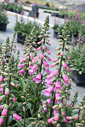 Pink Panther Foxglove (Digitalis 'Pink Panther') at Lakeshore Garden Centres