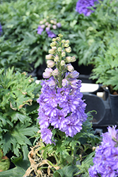 Delgenius Breezin Larkspur (Delphinium 'Breezin') at Peter Knippel Garden Centre