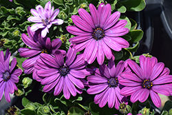 Serenity Purple African Daisy (Osteospermum 'Serenity Purple') at Lakeshore Garden Centres