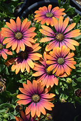 Zion Purple Sun African Daisy (Osteospermum 'Zion Purple Sun') at Lakeshore Garden Centres