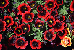 Cha-Cha Red Kiss Calibrachoa (Calibrachoa 'Balchariss') at Lakeshore Garden Centres