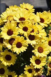 Grandaisy Bright Yellow Daisy (Argyranthemum 'Grandaisy Bright Yellow') at Lakeshore Garden Centres