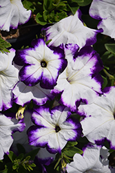 Crazytunia Purple Storm Petunia (Petunia 'Wespecrapust') at Lakeshore Garden Centres