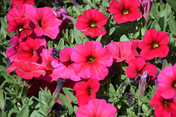 SuperCal Cherry Petchoa (Petchoa 'SuperCal Cherry') at Lakeshore Garden Centres