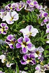 Candy Shop Grape Splash Calibrachoa (Calibrachoa 'Candy Shop Grape Splash') at Lakeshore Garden Centres